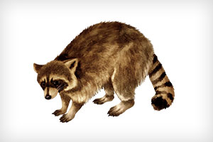 小動物・鳥獣対策